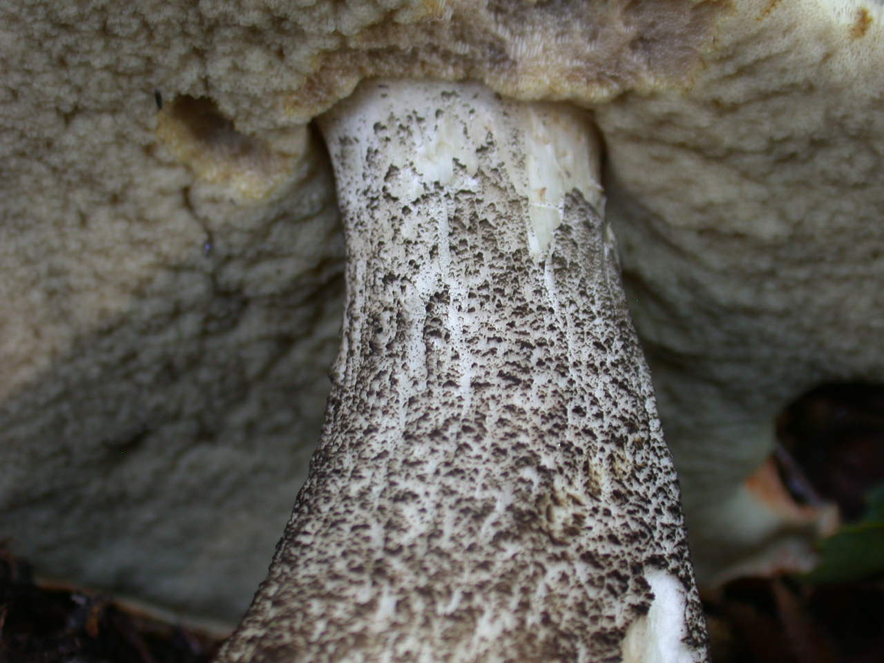 Leccinum versipelle